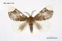 藏品(端白毒蛾)的圖片